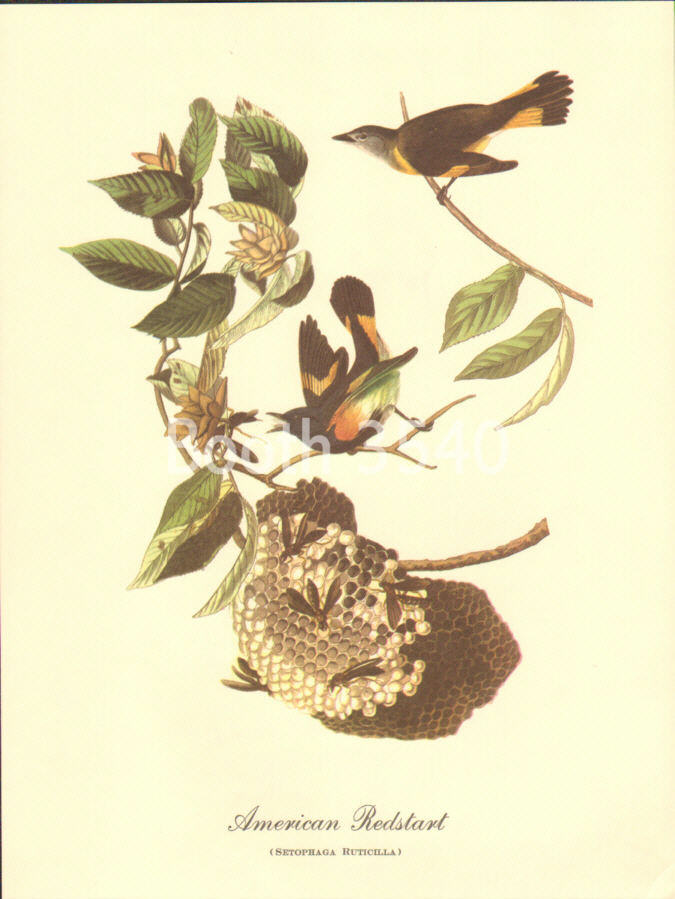 American Redstart