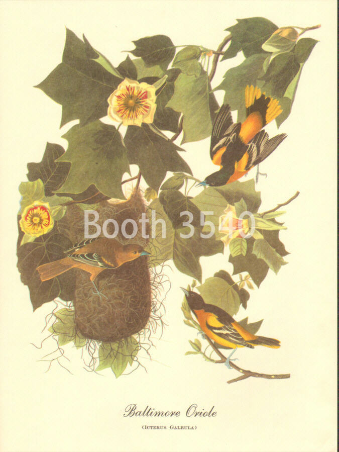 Baltimore Oriole