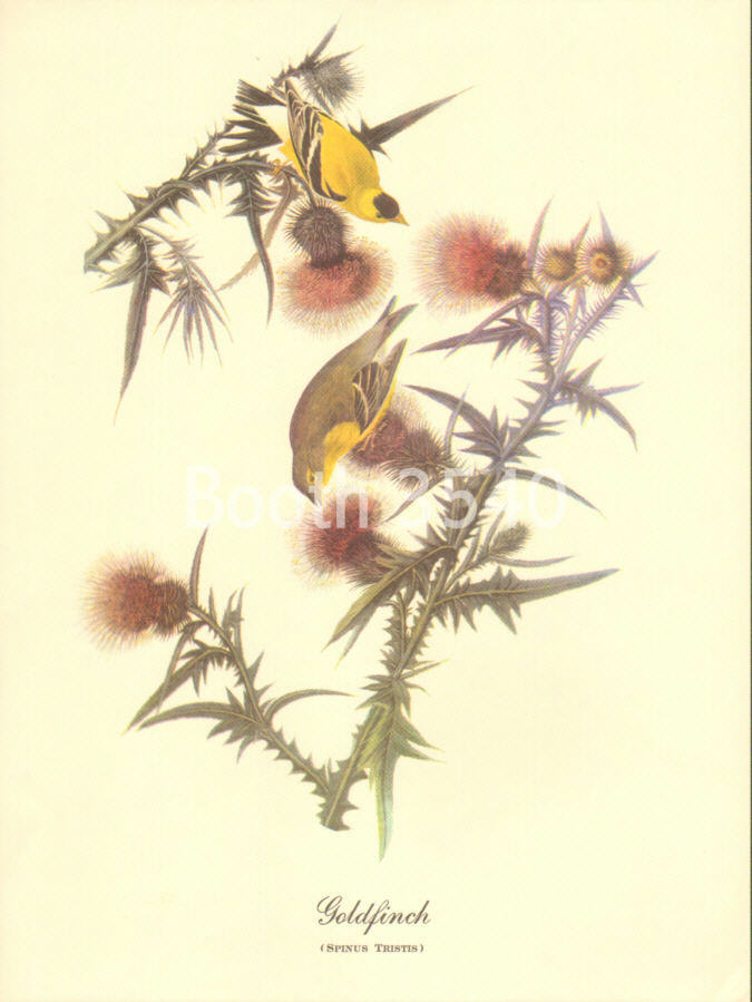 Goldfinch