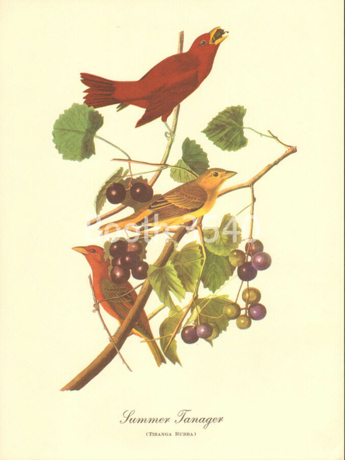 Summer Tanager