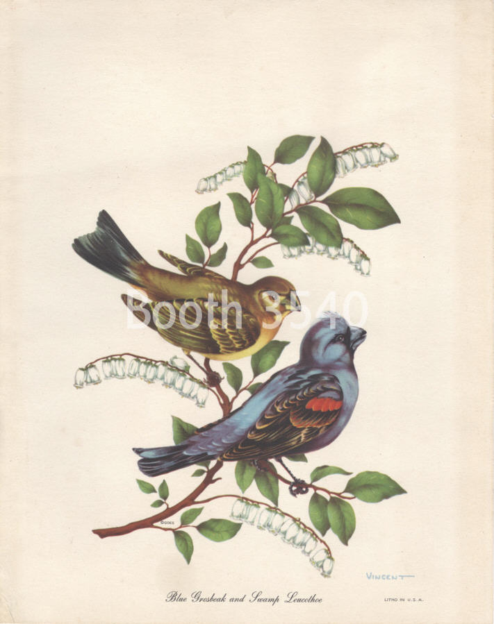 Blue Grosbeak and Swamp Leucothoe