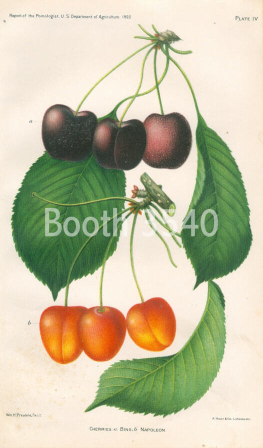 Bing Cherry and Napoleon Cherry