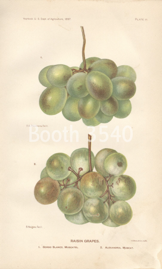 Raisin Grapes