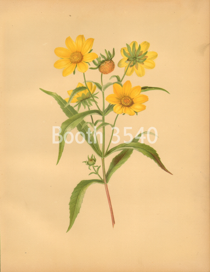 The Bur Marigold