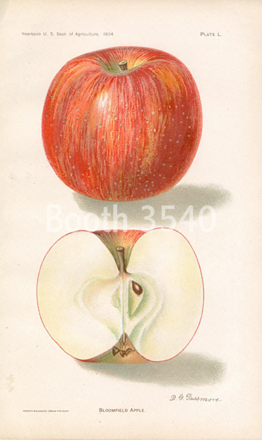 Bloomfield Apple