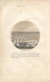 A Town In Nebraska Of Prairie Dogs A Town In Nebraska Of Prairie Dogs