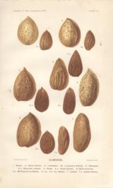 Almonds Almonds