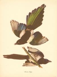 American Magpie American Magpie