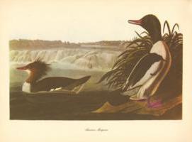 American Merganser