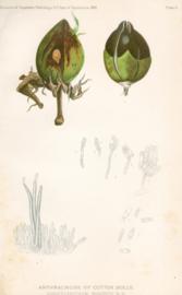 Anthracnose Of Cotton Bolls Anthracnose Of Cotton Bolls