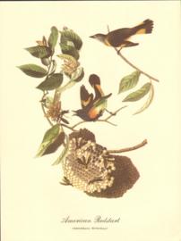 American Redstart American Redstart