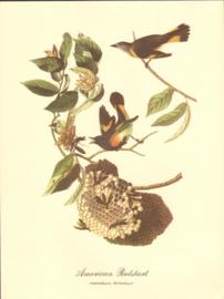 American Redstart