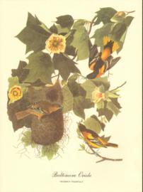 Baltimore Oriole Baltimore Oriole