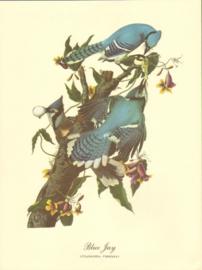 Blue Jay Blue Jay