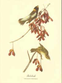Bobolink Bobolink
