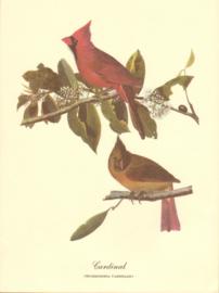 Cardinal Cardinal