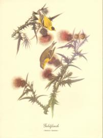 Goldfinch Goldfinch