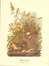 Meadowlark Meadowlark