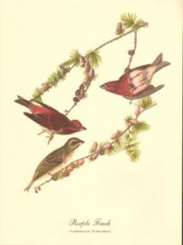 Purple Finch Purple Finch