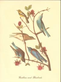 Warblers And Bluebirds Warblers And Bluebirds