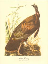 Wild Turkey