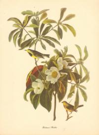 Backmans Warbler