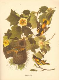Baltimore Oriole Baltimore Oriole