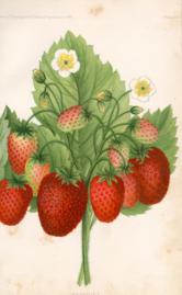 Banquet Strawberry Banquet Strawberry