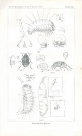 Bean and Pie Weevils Bean and Pie Weevils