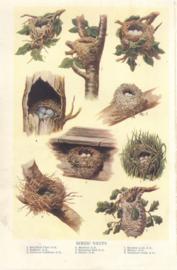 Birds Nests Birds Nests