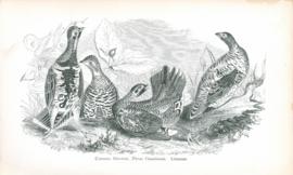 Canada Grouse Canada Grouse