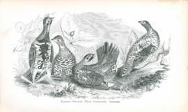 Canada Grouse