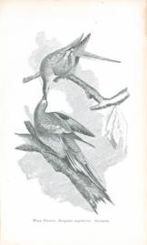 Wild Pigeon