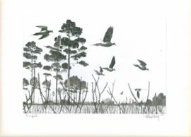 Dovefield Dovefield