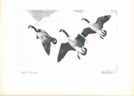 Federal Duck Stamp Federal Duck Stamp