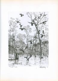 Flooded Timber Flooded Timber