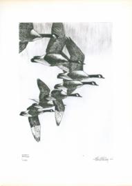 Geese Geese