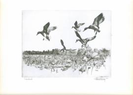 Greenheads Greenheads