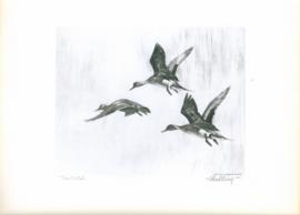 Three Pintails Three Pintails