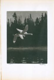 Trumpeter Swan Trumpeter Swan