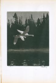 Trumpeter Swan