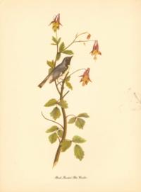 Black Throated Blue Warbler Black Throated Blue Warbler