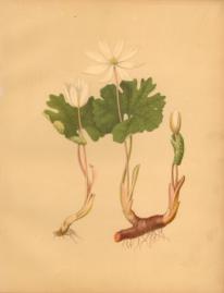 Blood Root Blood Root