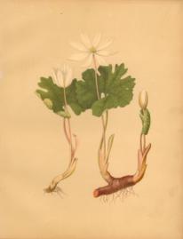 Blood Root