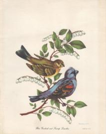 Blue Grosbeak and Swamp Leucothoe