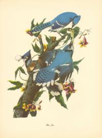 Blue Jay Blue Jay