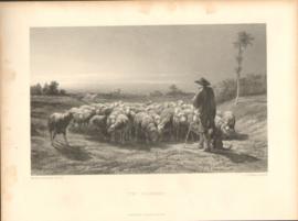 The Shepherd The Shepherd
