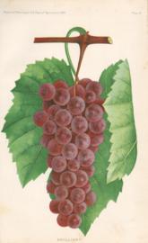 Brilliant Grape Brilliant Grape