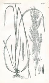 Bromus Inermis