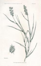 Bur Grass